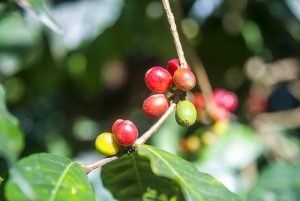 Projeto Quinta de Portugal, ACT e CFR promovem “café especial” em Aileu