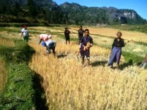 66% das famílias timorenses vivem da agricultura