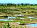 Mais de cem hectares de terra fértil nos sucos de Loilubo e Uatulari abandonados