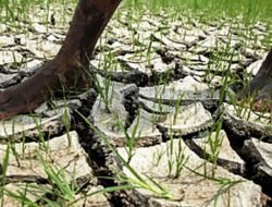 Cerca de 200 hectares de arrozais em Betano abandonados por falta de água