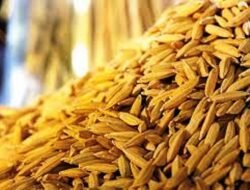 Agricultores de Baucau recebem 20 toneladas de sementes de arroz