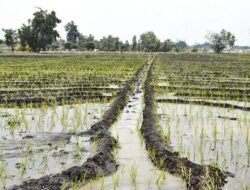 Campos agrícolas em Baucau com falta de água para novos cultivos
