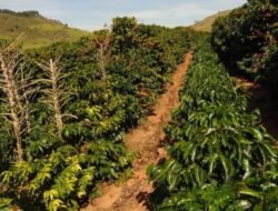 Agricultores Queixam-se dos Maus Resultados da Reabilitação das Plantações de Café